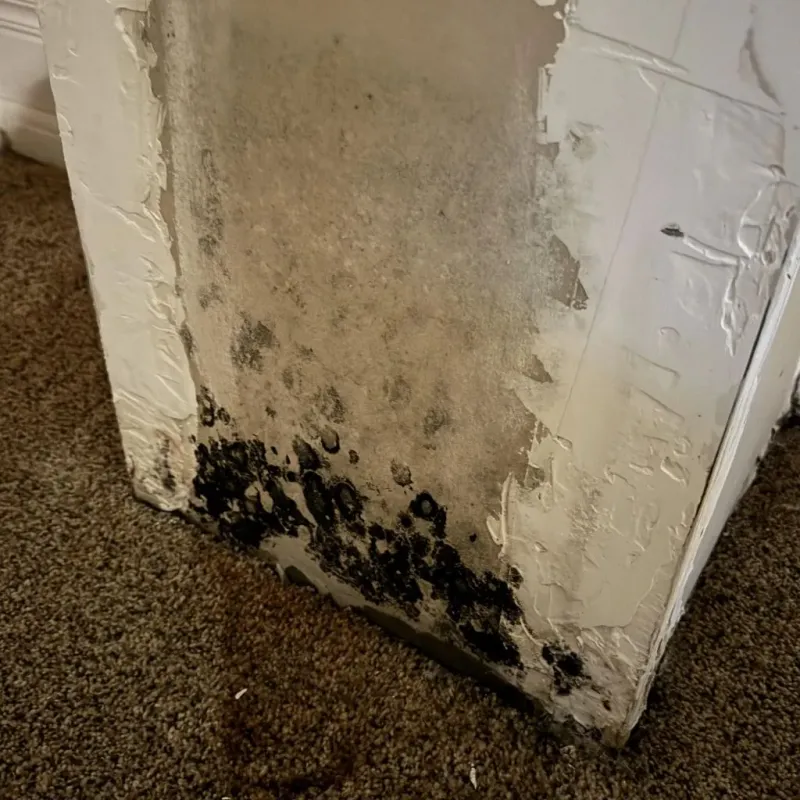 Professional Mold Removal in Creve Coeur, IL